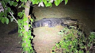 Photos: Massive alligator spotted roaming residential yards near North Carolina coast