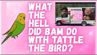 Tattle the Bird Part 2: Why Ammon McNeff's Story Does NOT Add Up. BAM Steals Pets #JusticeforTattle