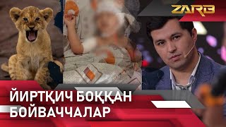 Йиртқич боққан бойваччалар... Zarb