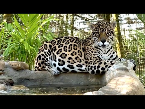 Jaguar Makes A Splash