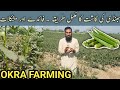 Ladyfinger(bhindi) farming |Okra sowing time, fertilizer,  sprays, watering schedule and cultivation