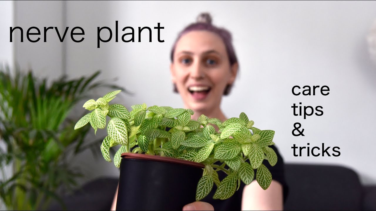 Ako sa starať o rastlinu fittonia