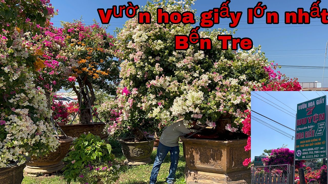 ☎️ 0936666437 gặp Nhã☎️ vườn bông giấy lớn nhất bến tre