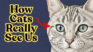 Do Cats See Humans as Other Cats? The Answer Might Surprise You