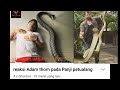 reaksi Adam thorn pada Panji petualang