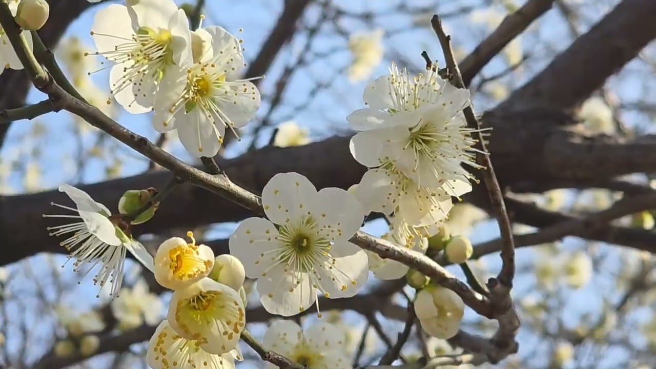 봄이오는 소리 전합니다 청매화 꽃이 활짝 피였셔요 영상으로 감상하세요 