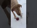 He is convinced it’s playtime. #lap #funnydogs #funnydogvideos #dogvideos  #dogshorts