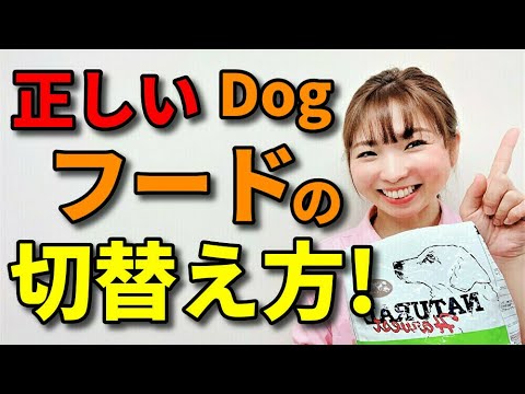 【犬 ドッグフード・ご飯】愛犬の正しいドッグフードの切り替え方!おやつの量と添加物について 新遠藤エマチャンネル【犬のしつけ@横浜】