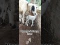 keluarga inces #sobatangon#domba#goat#farm#peternak