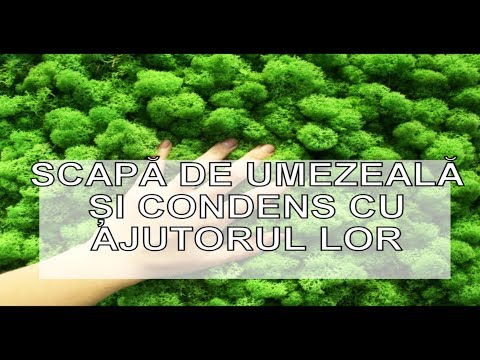 Video: Cum Să Oferiți Plantelor De Interior Umiditate în Timpul Unei Absențe Lungi