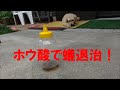 ホウ酸で蟻退治！