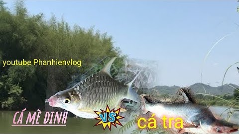 Câu lăng xê dính cá mè dinh mùa nước cạn@Phanhiểnvlog-ge7su