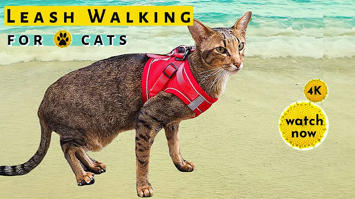 Video 5847101: curious oriental shorthair cat, leash train walk cat, compilation