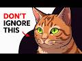 If Your Cat Stares At You At Night — DON'T Ignore It