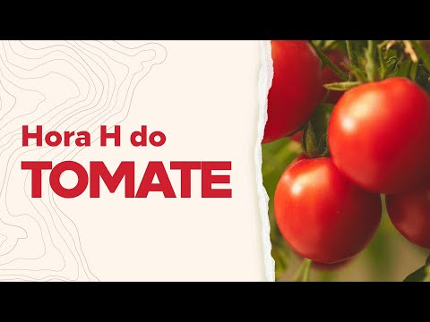 Hora H do Tomate:  Tendências de Clima e Mercado.