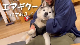 兄からエアギターにされるも、どこか満足げなシベリアンハスキー