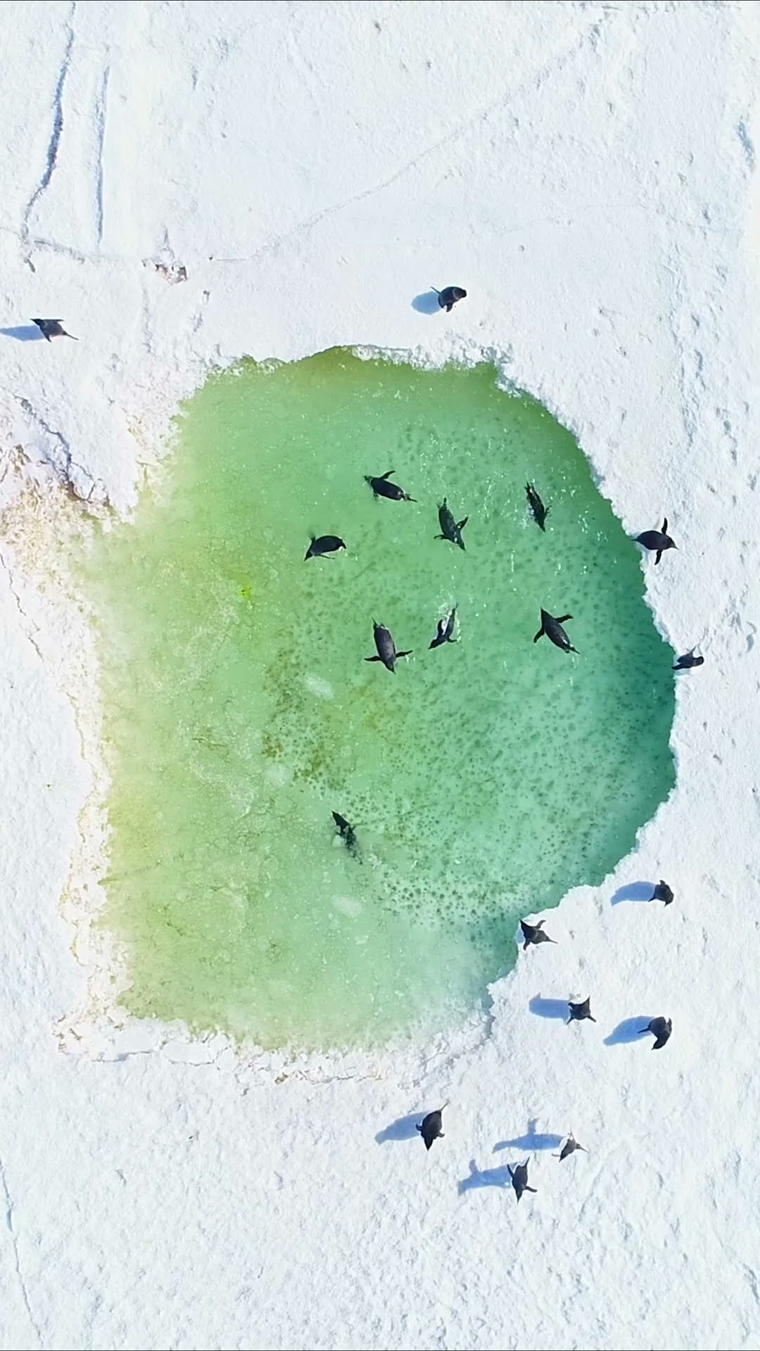 Swimming pool: penguin edition ?‍♀️ #Penguin #Birds #Nature #Photography