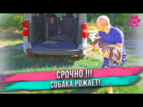 Собака СРОЧНО едет РОЖАТЬ! Распаковка щенков!