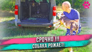 Собака СРОЧНО едет РОЖАТЬ! Распаковка щенков!