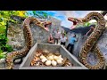Brave soldier uses high-tech snake detector to find giant python nest.