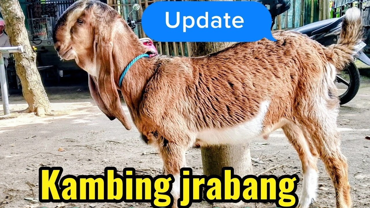 Harga kambing jrabang terbaru hari ini 
