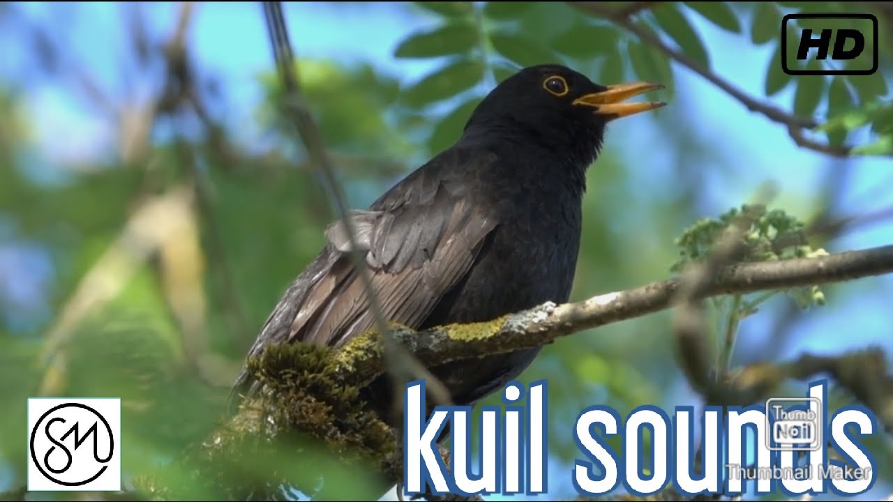 Kuil sound