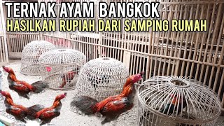 Ternak Ayam Bangkok Skala Rumahan Cukup Menguntungkan, Hasilkan Rupiah Dari Samping Rumah