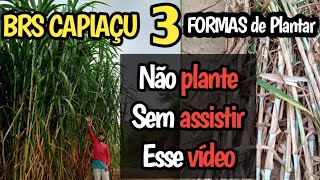 Como plantar Brs capiaçu? qual a melhor forma? 3 maneiras de plantar... adubação completa