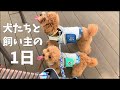 犬たちと飼い主のとある１日の行動がこちら！　【外出】【多頭飼い】【極小マイクロティーカッププードル】【トイプードル】
