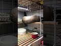 落っこちたぁ〜❣️🐰😅