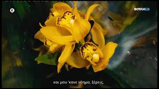 Φοιτητιβίσματα :   Βουκαμβίλια   (12/09/2026)