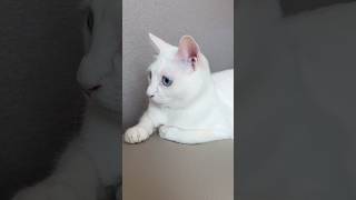 우주 최강 미묘💖 #shorts #shortvideo #고양이 #미묘냥 #미묘