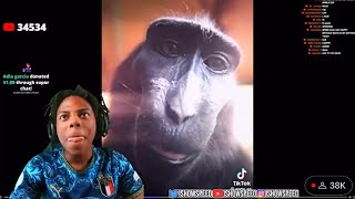 Ishowspeed react to the monkey rizz