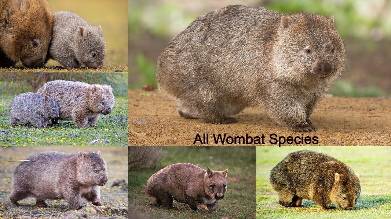 All Wombat Species / types of wombat / wombat / Cutest animal of Australia