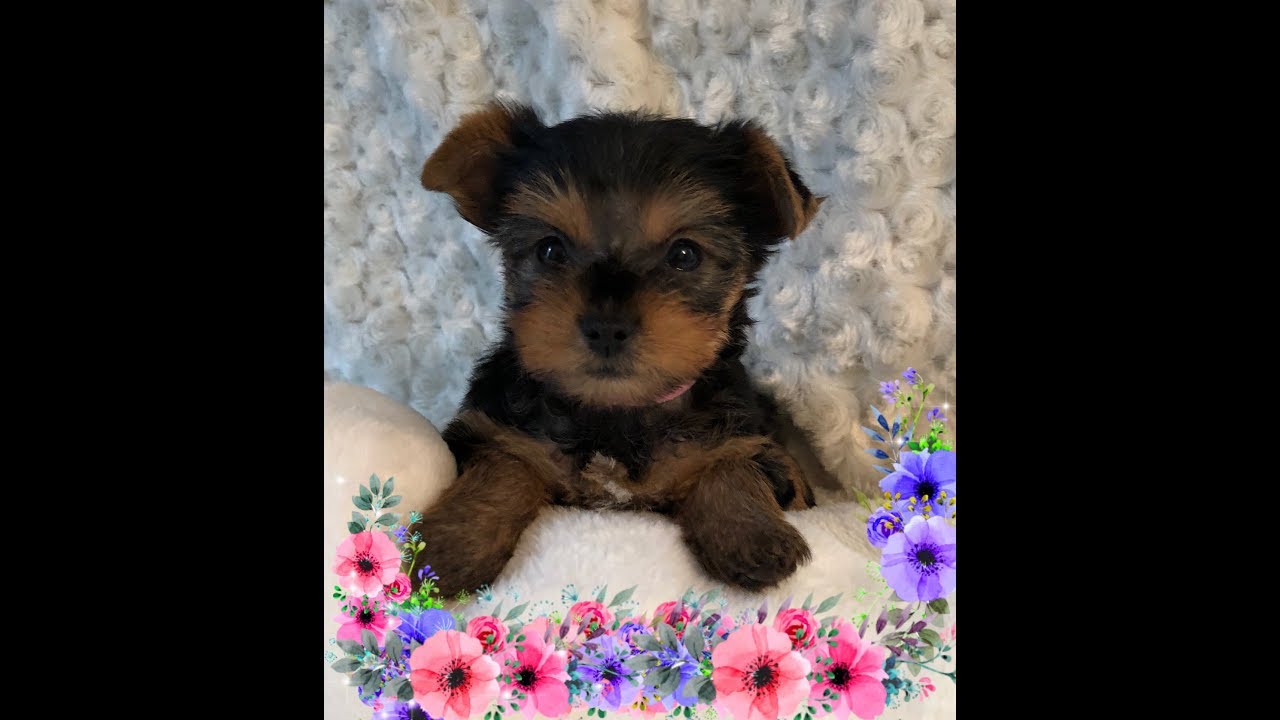 Yorkie puppies 5 weeks old - YouTube