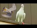 Стоило голубя взлететь появился Сокол Сапсан. Falcon Peregrine immediately attacked the pigeons