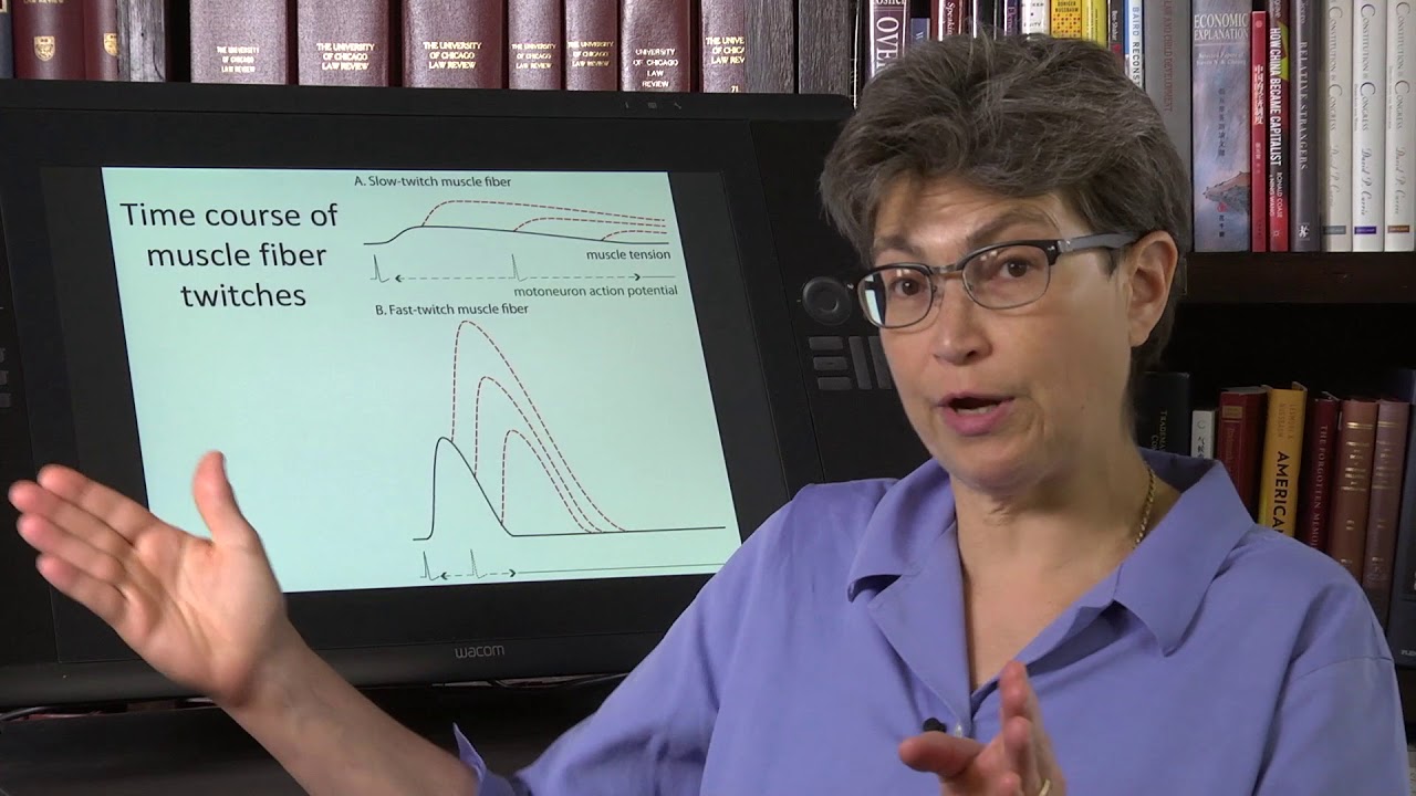 16.3 Building Muscle Tension