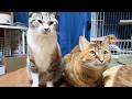 先輩猫たちと仲良くしたくてチャレンジする末っ子猫と接し方が誰でも変わらない姫猫はどちらが年上かわかりません(笑)