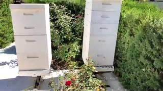 Keeping Ants out of a Beehive