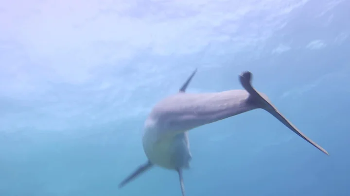 Swimming with a Dolphin