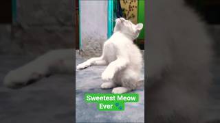 Sweetest Meow Ever