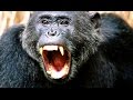 Ce chimpanzé mange des singes ! - ZAPPING SAUVAGE