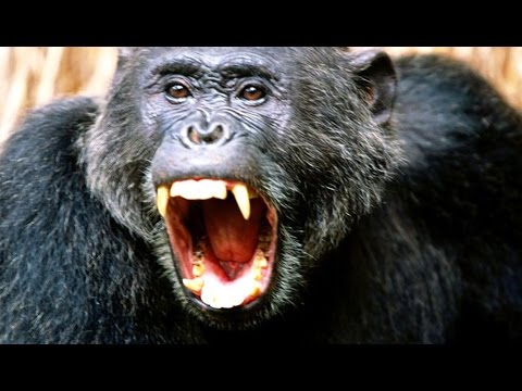 Ce Chimpanzé Mange Des Singes ZAPPING SAUVAGE 
