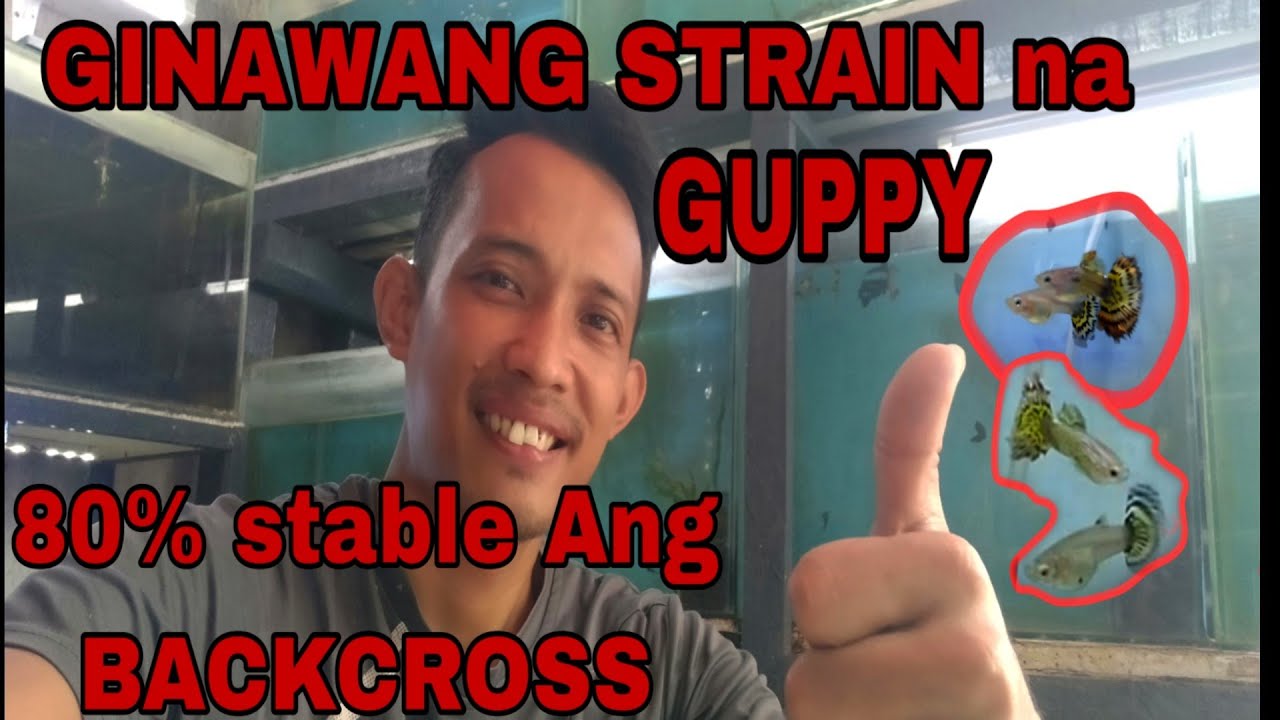 DIFFERENT STRAIN CROSS BREEDING RESULTS OF GUPPY BREEDING ( BACKCROSS 80 % STABLE)by Aqua seener