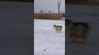 Playful Alaskan Malamute Puppy