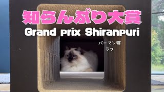 バーマン猫ラフ【知らんぷり大賞】Grand prix Shiranpuriバーマン猫Birman/Cat