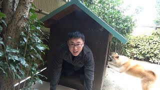 秋田犬の家を訪問しました！