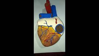 Heart Model For School Project Or Exhibition My Creativity