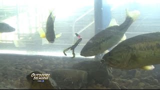 The Hawg Trough: More fun at the Delmarva Outdoors Expo.