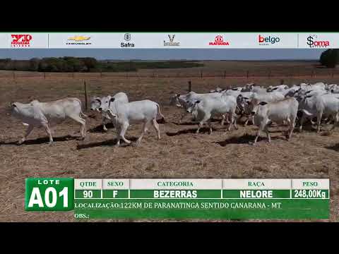LOTE A01